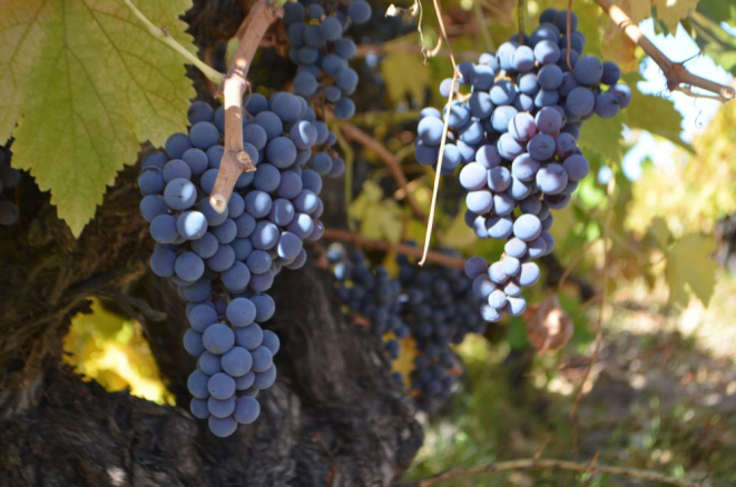 Rótulo rosé de cinsault (foto) e garnacha é um dos lançamentos da vinícola Concha y Toro para o Brasil em 2019. Foto: Concha y Toro/Divulgação