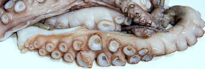 Tentáculos de polvo crus. Três bastam para a receita individual.