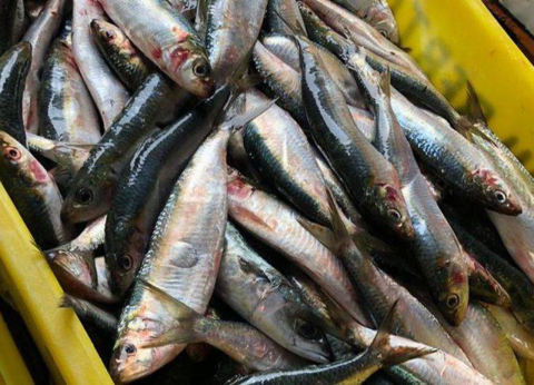 Ação criminosa cria problemas para delivery de peixaria em Curitiba