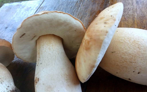 Os enormes e saborosos cogumelos Porcini estão de volta aos Campos Gerais