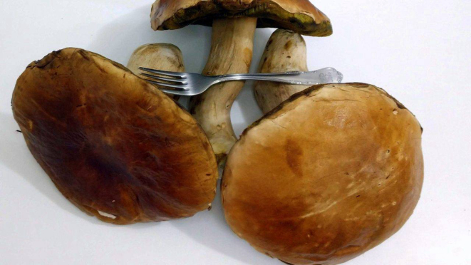 Cogumelos Porcini gigantes produzidos no Paraná. O garfo serve como referência de tamanho.