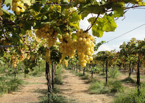 Vale do São Francisco será a primeira indicação de procedência de vinhos tropicais do mundo