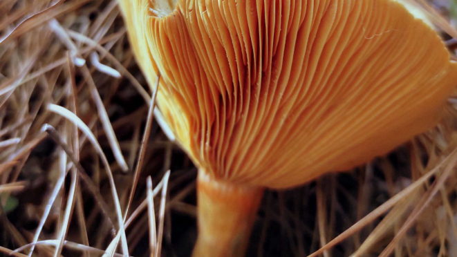 Lactarius deliciosus, outra variedade exótica de cogumelo que agora também tem aqui na região. 