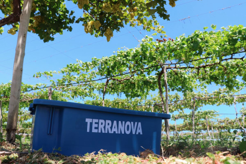 Vinícola Terranova completa 20 anos exportando vinhos do sertão nordestino