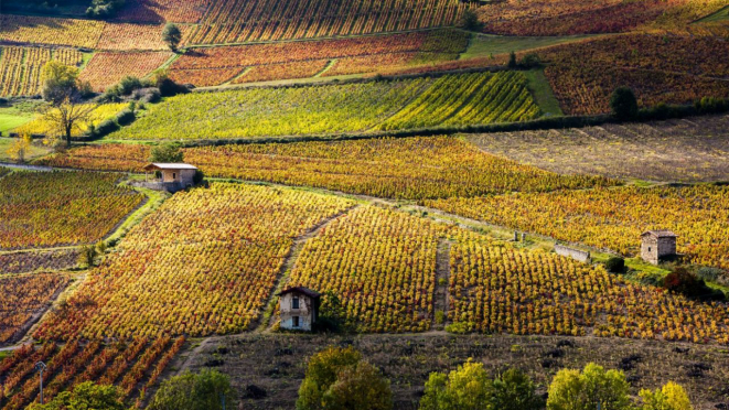 Vinhedos na cidade de Beaujolais, na França.