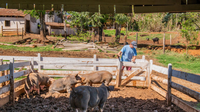 Os porcos do projeto Santan são criados de maneira natural, com alimentos orgânicos. Foto: Divulgação