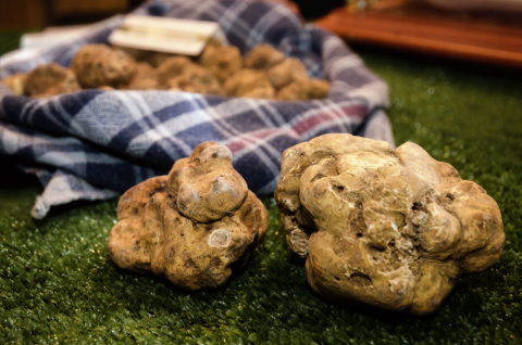 Trufas brancas do Piemonte: conheça a iguaria que está em alta
