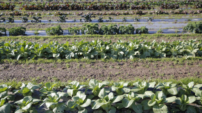 Projeto Horta do Futuro é uma parceira entre multinacional e agricultores locais