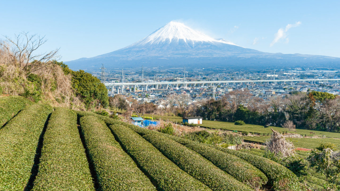 O chá verde de Kyoto é produzido na cidade de Uji, com o Monte Fuji sempre ao fundo.