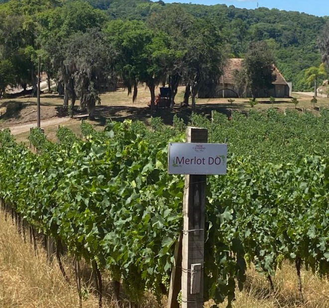 As uvas Merlot produzem vinho de DOP da Vinicola Dom Cândido.