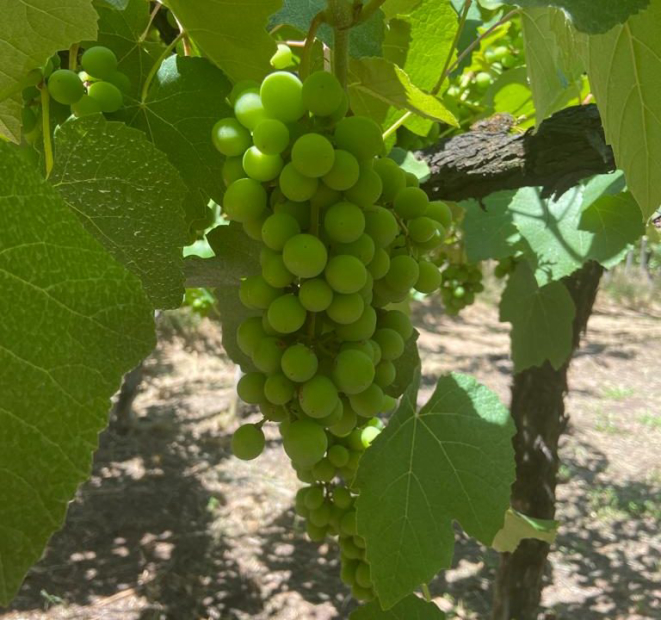 As uvas plantadas na vinícola Dom Cândido são de origem francesa. Foto: Gisele Rech