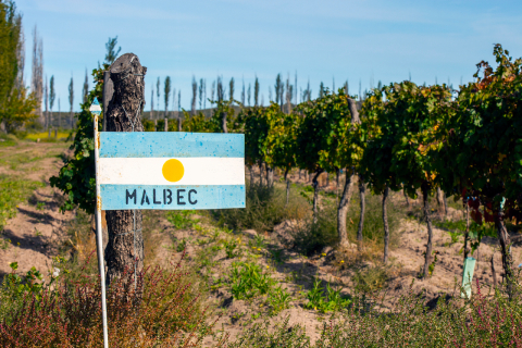 Um livro que conta tudo e ainda mais sobre sucesso da uva Malbec na Argentina