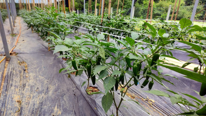 A estufa com a produção das pimentas jalapeño da Bullet Pepper, em Colombo. 