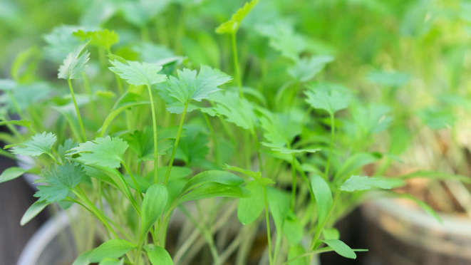 O coentro é um ingrediente polêmico que virou estrela de campanha do McDonalds. Foto: Bigstock