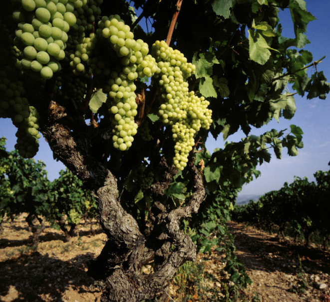 O plantio das uvas usadas nos cavas não é com sistema suspenso, como tradicionalmente é feito no Brasil. 