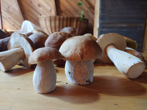 Tudo pronto pro início da colheita dos Porcini. E vai ter jantar com os cogumelos