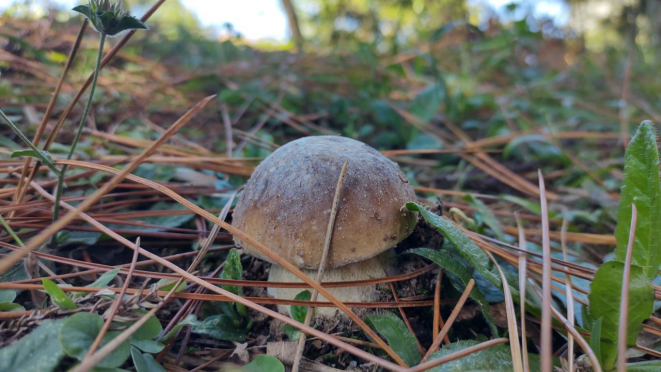 Os porcini nascem em meio à palhada das árvores de pinus e se espalham pela região de Witmarsum. 