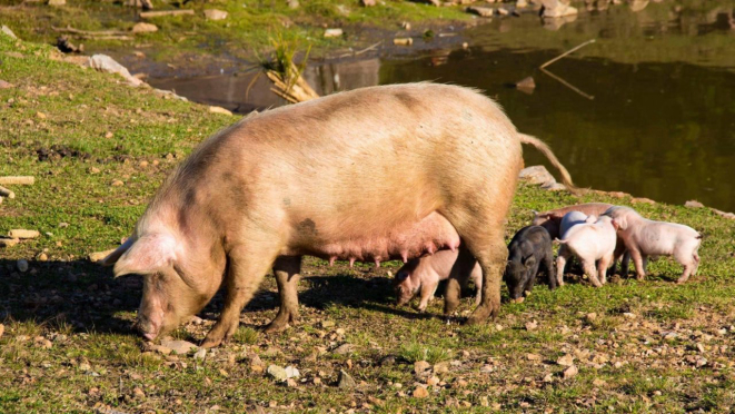 Os animais passeiam soltos pelos recantos da chácara e são muito dóceis, permitindo a aproximação dos visitantes. 