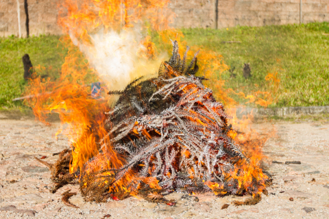 Sábado tem Sapecada de Pinhão, festa típica de inverno aqui no Sul