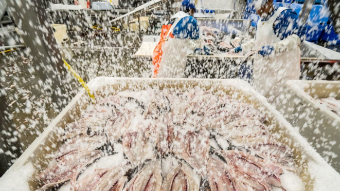 Chuva de sal sobre o peixe em fábrica de beneficiamento de pescados na Noruega. 