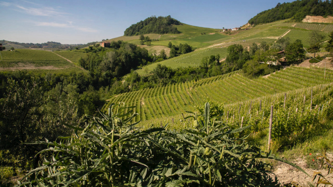 Vinhas da vinícola de Domenico Clerico no Piemonte 