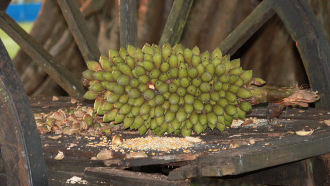  Licuri é uma planta da Caatinga, conhecida como palmeira sertaneja. Foto: Luiz Carlos Rocha