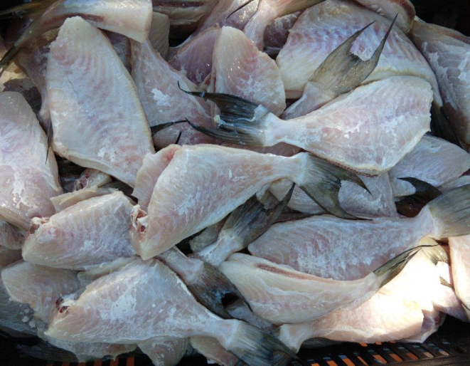 Peixe-porco limpo: variedade é comum no Litoral do Paraná. 