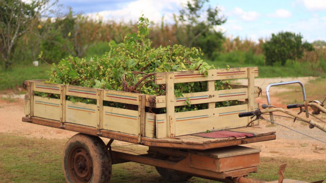 A colheita do lúpulo é feita manualmente. Foto:  Araucária Hops 