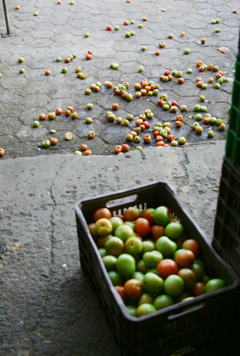 Sustentabilidade na minha casa: Como eu faço?!