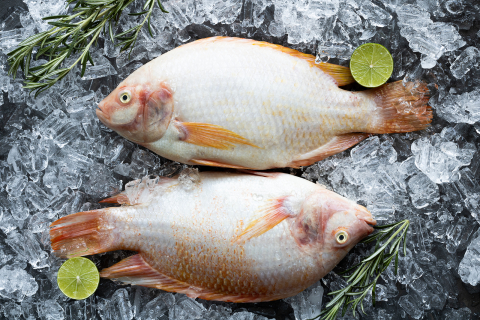 Tilápia premium: Conheça o Saint Peter e aprenda receita com o peixe