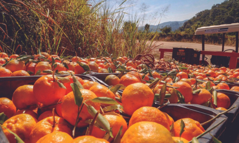 Confira preparos com a tangerina e variações da fruta