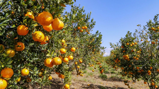 O município de Cerro Azul é o principal produtor de tangerina do Paraná, com 9,2% da produção nacional da fruta.
