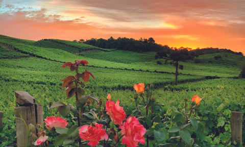 Nova geração de enólogos está transformando vinhos do Vale dos Vinhedos