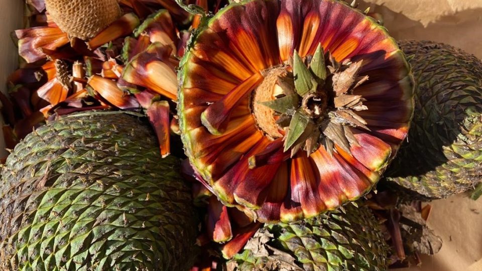 Confira oito alimentos brasileiros que podem desaparecer nos próximos anos