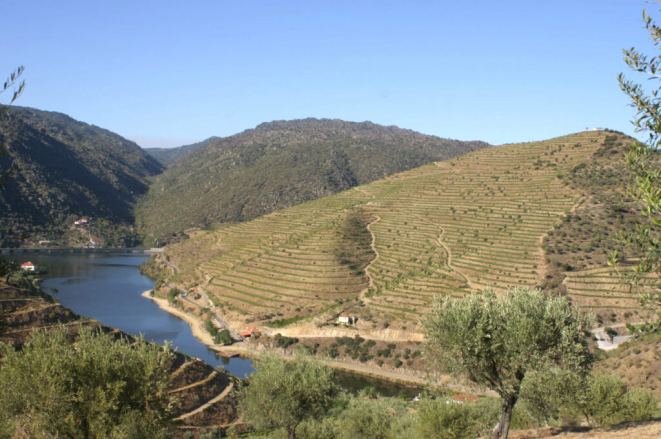 Quinta do Cachão, uma das quintas da Cave Messias. Foto: Divulgação.