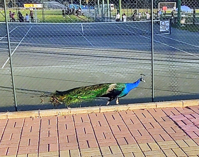 O passeio solitário do pavão entre as quadras esportivas... | Foto: Anacreon de Téos