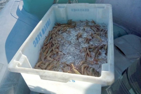 Pesca de camarões está liberada nas baías do litoral do PR, mas segue restrição em mar aberto