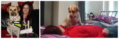 Cães podem ajudar donos durante crise de epilepsia