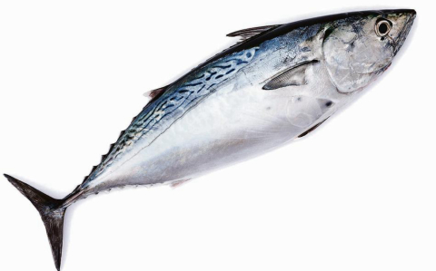 Peixes crus que podem colocar sua saúde em risco
