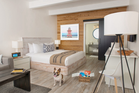 Pets ganham tratamento VIP em hotéis dos Estados Unidos