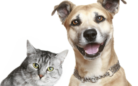 Não tem onde deixar o pet? Conheça o “Airbnb” para cães e gatos