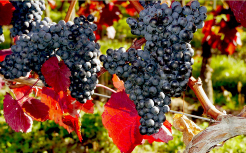 Vinho ajuda a prevenir problemas de coração, e a uva colabora na dieta
