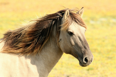 Xampu para cavalos não faz o cabelo crescer mais rápido e é perigoso