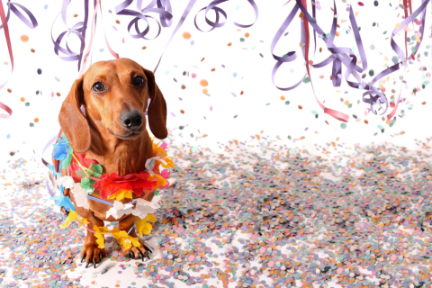 Fim de semana em quarta dimensão e com cães fofinhos