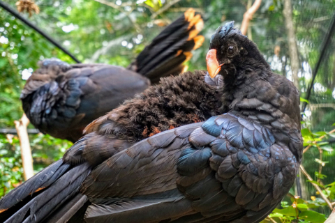 Paraná tem o único zoológico no mundo a exibir ave extinta na natureza