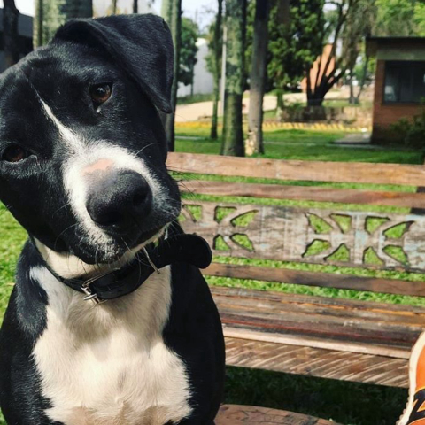 Conheça Emílio, o cachorro que tem 30 donos em Curitiba