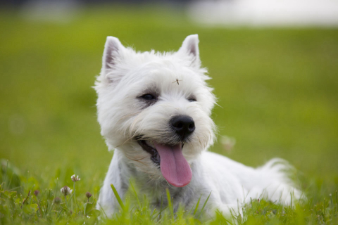 Cachorros podem ter febre amarela? Tire suas dúvidas e proteja os pets