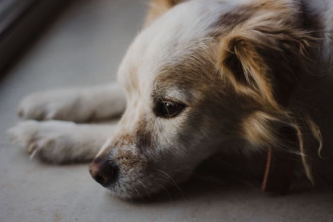 Tudo o que você precisa saber antes de adotar um animal de estimação