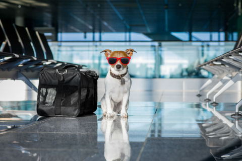 Aeroporto de Nova York tem equipe de cachorros contra estresse