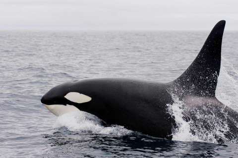 Cientistas revelam que baleia orca consegue imitar a fala humana